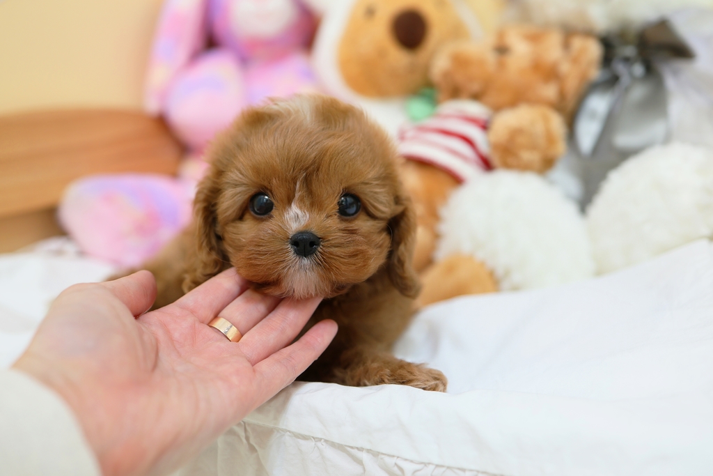 Ȯ�� �̹���