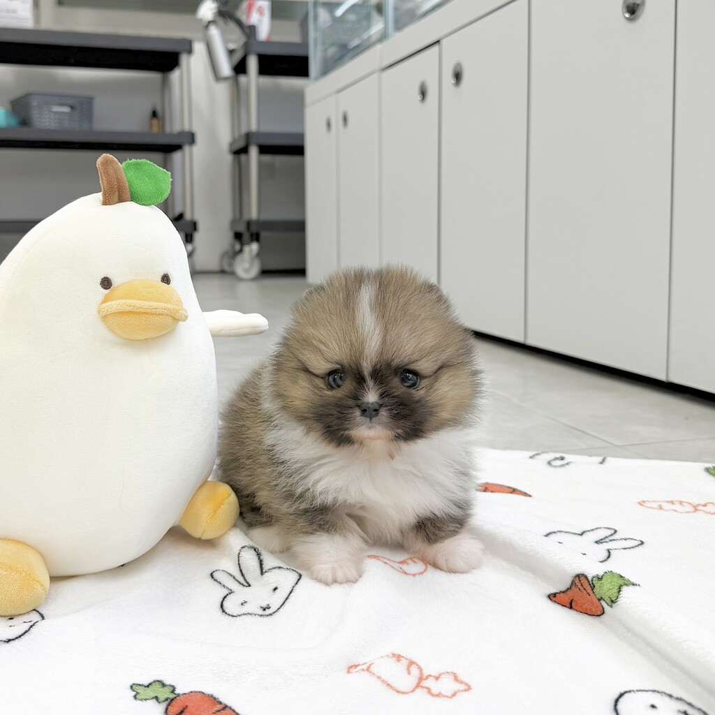 Ȯ�� �̹���