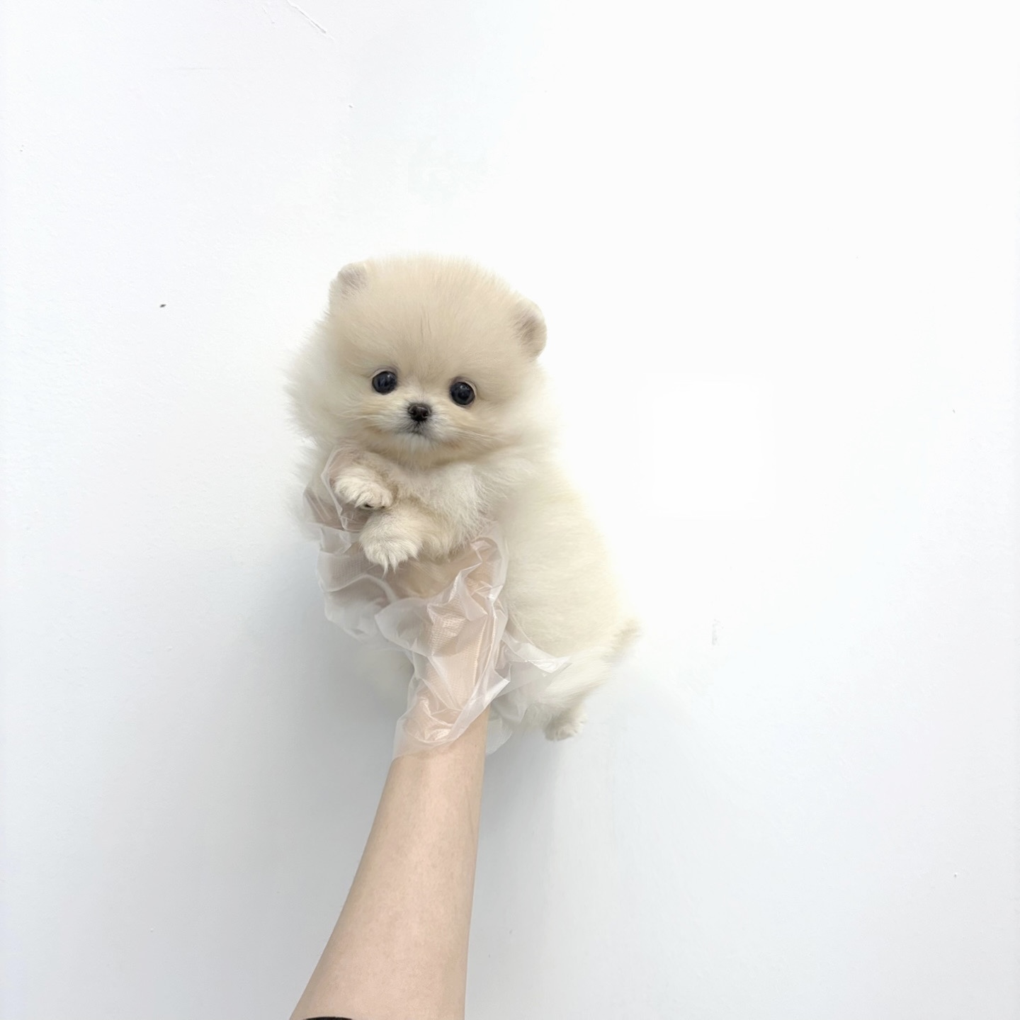 Ȯ�� �̹���