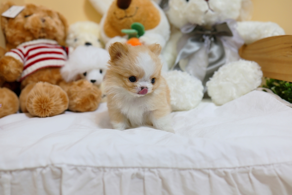 Ȯ�� �̹���