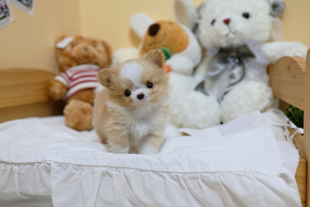 Ȯ�� �̹���