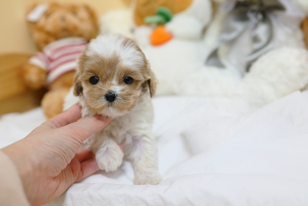 Ȯ�� �̹���