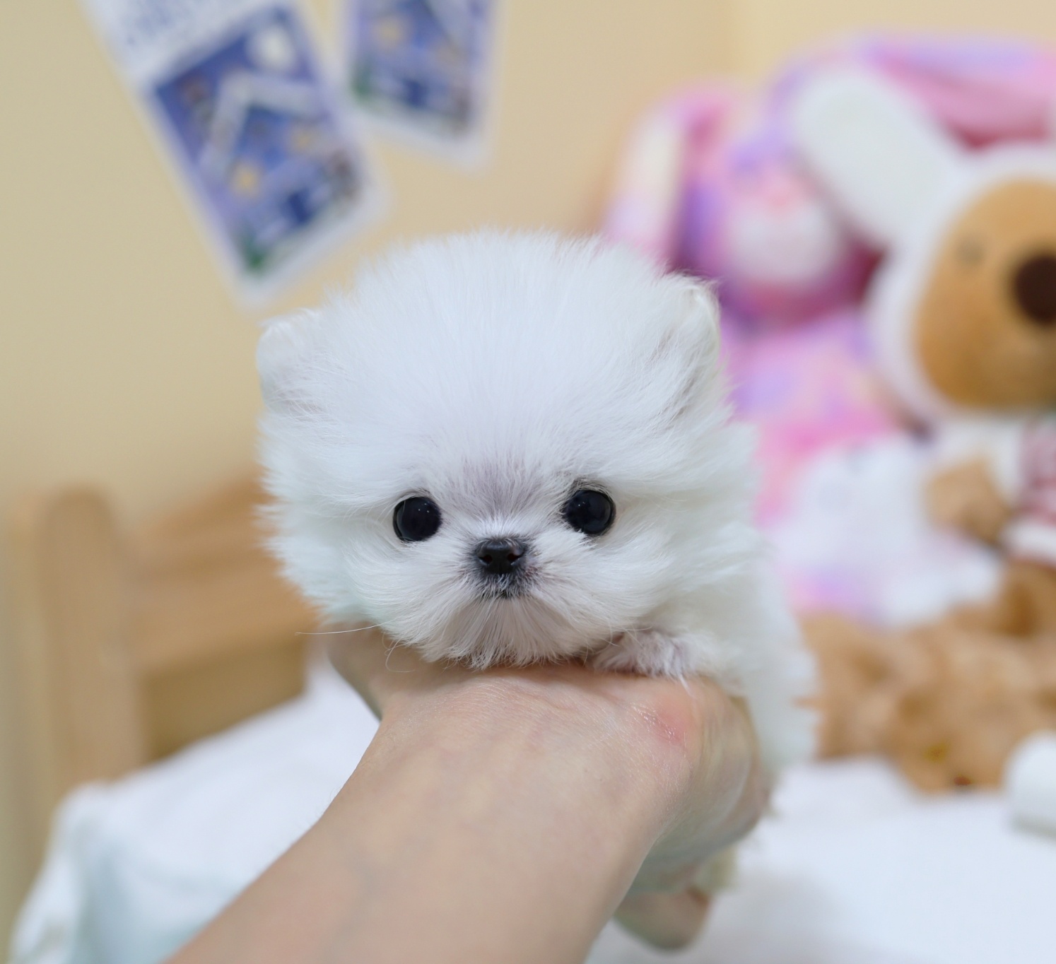 Ȯ�� �̹���