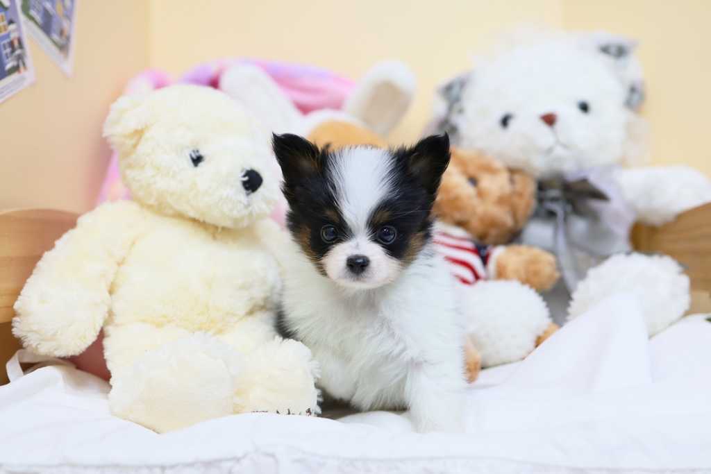 Ȯ�� �̹���