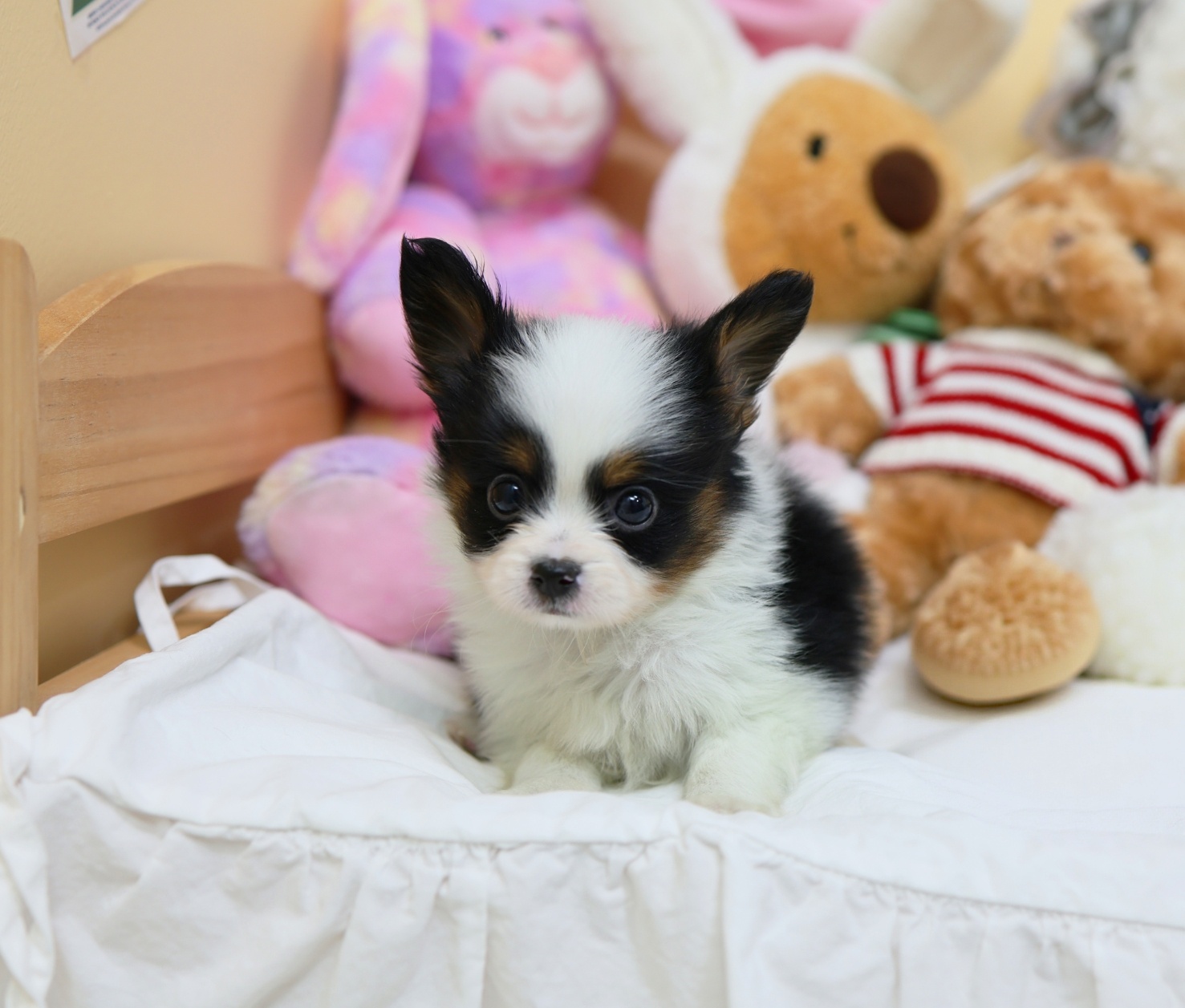 Ȯ�� �̹���