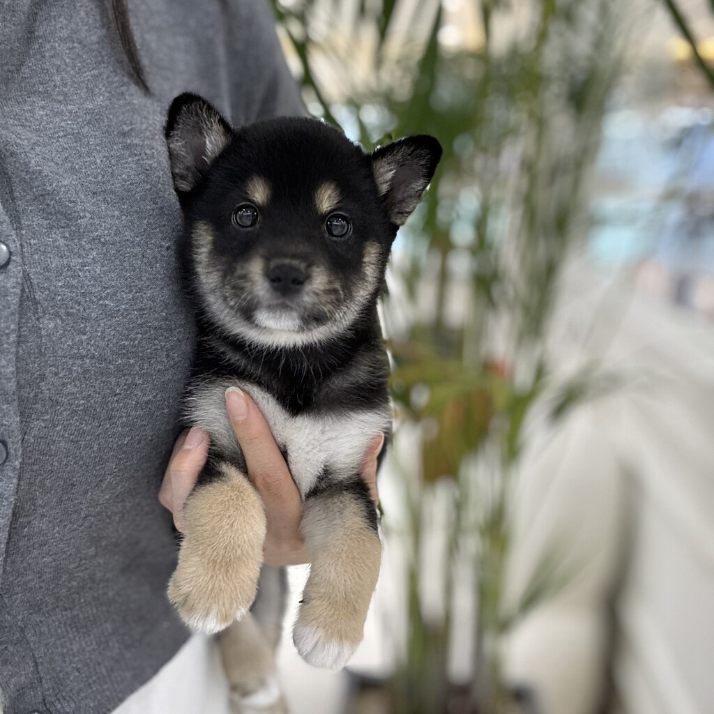 Ȯ�� �̹���