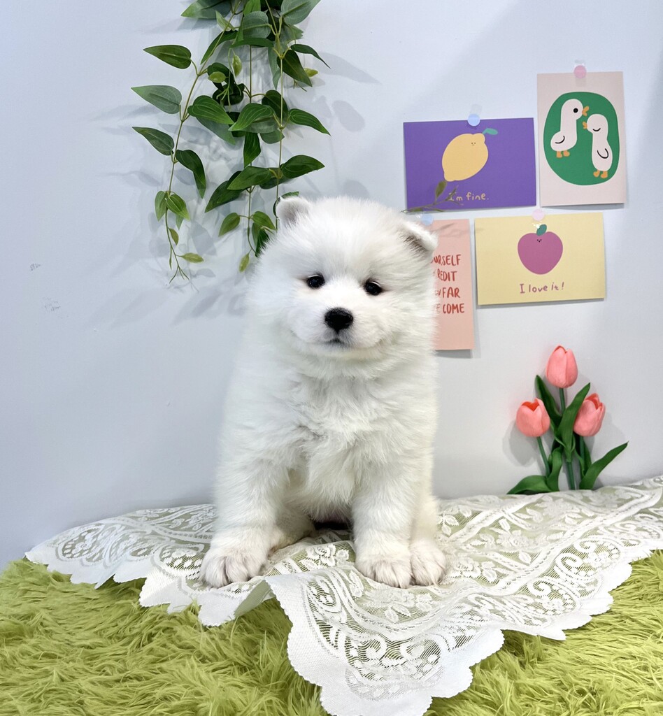 Ȯ�� �̹���