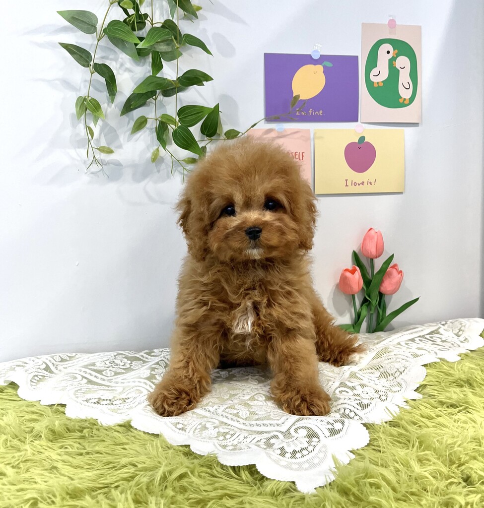 Ȯ�� �̹���