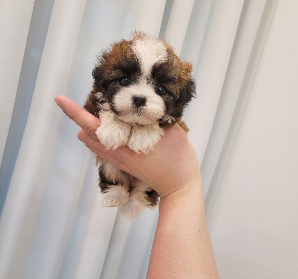 Ȯ�� �̹���