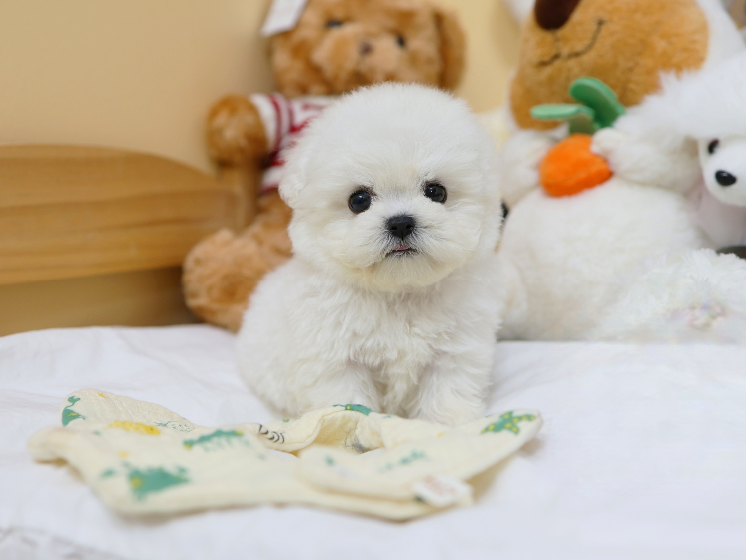 Ȯ�� �̹���