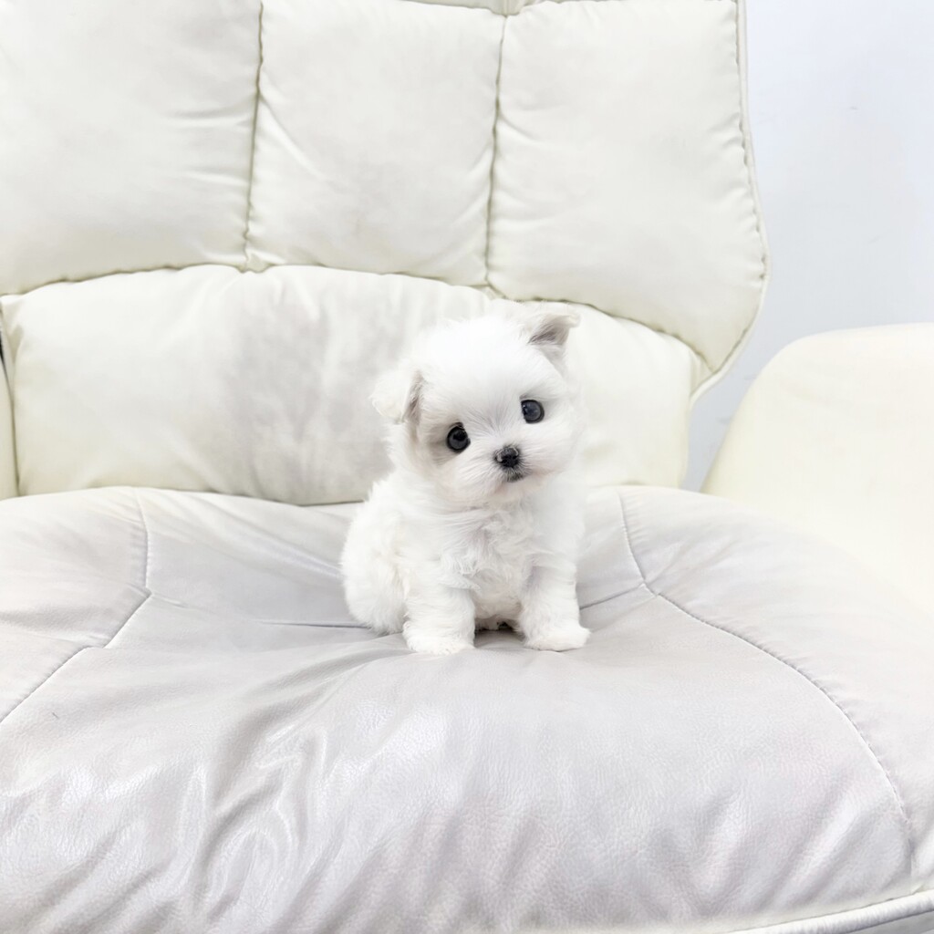 Ȯ�� �̹���