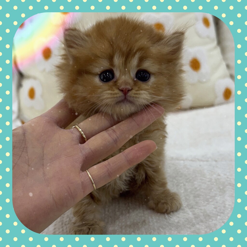 Ȯ�� �̹���