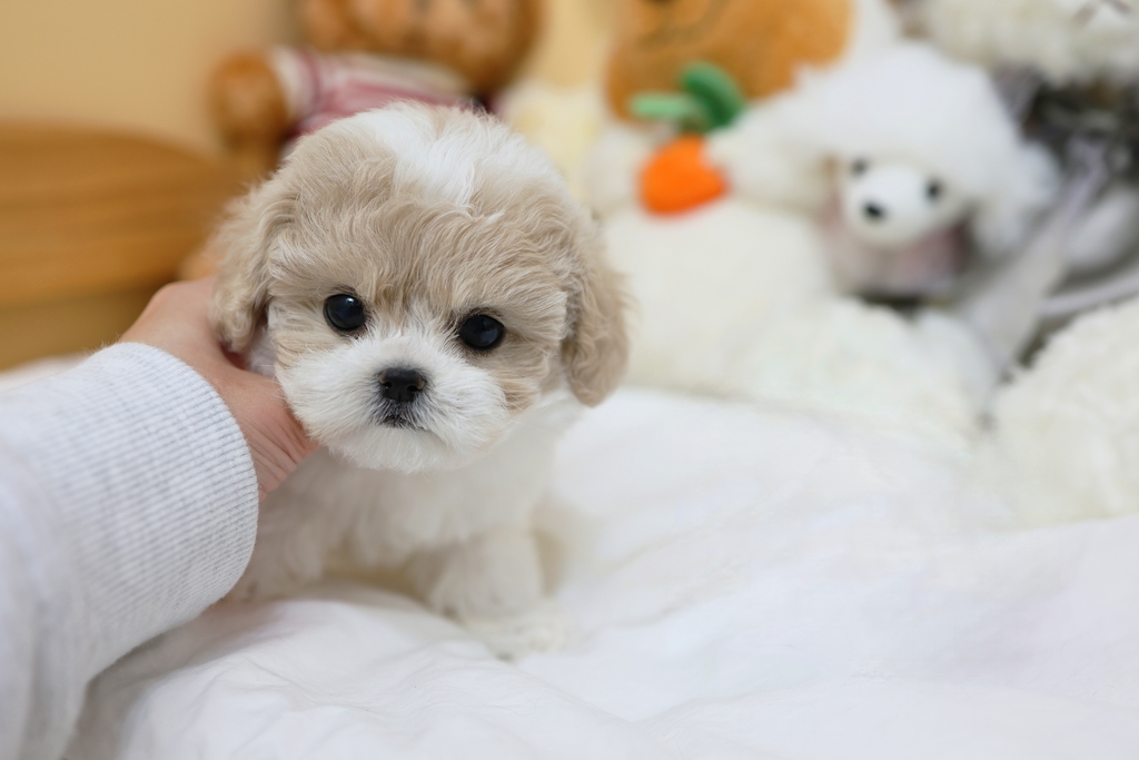 Ȯ�� �̹���