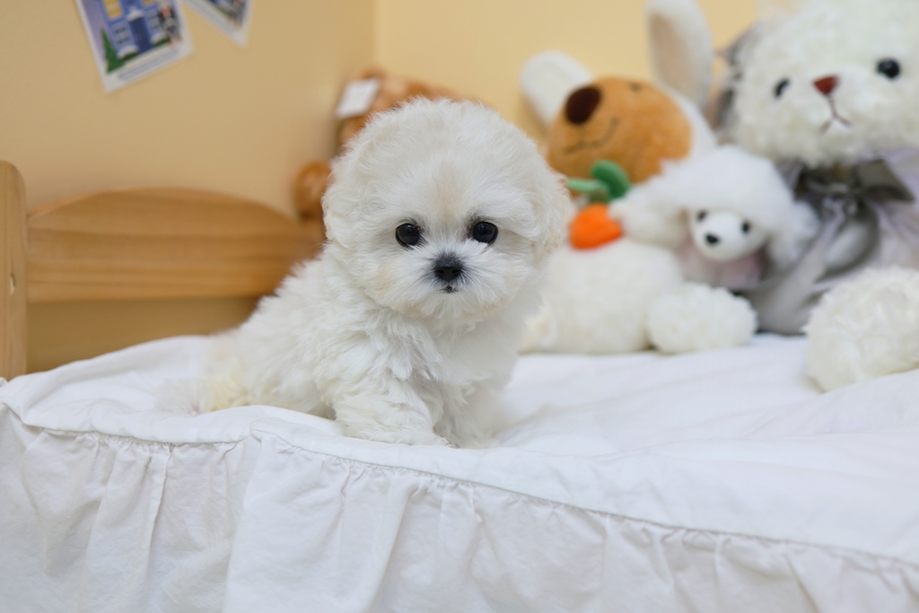 Ȯ�� �̹���