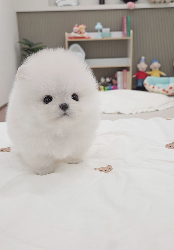 Ȯ�� �̹���