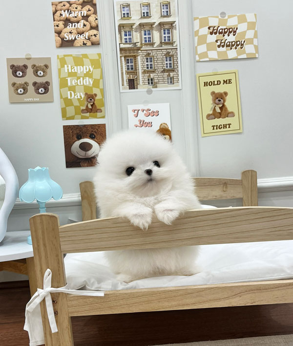 Ȯ�� �̹���