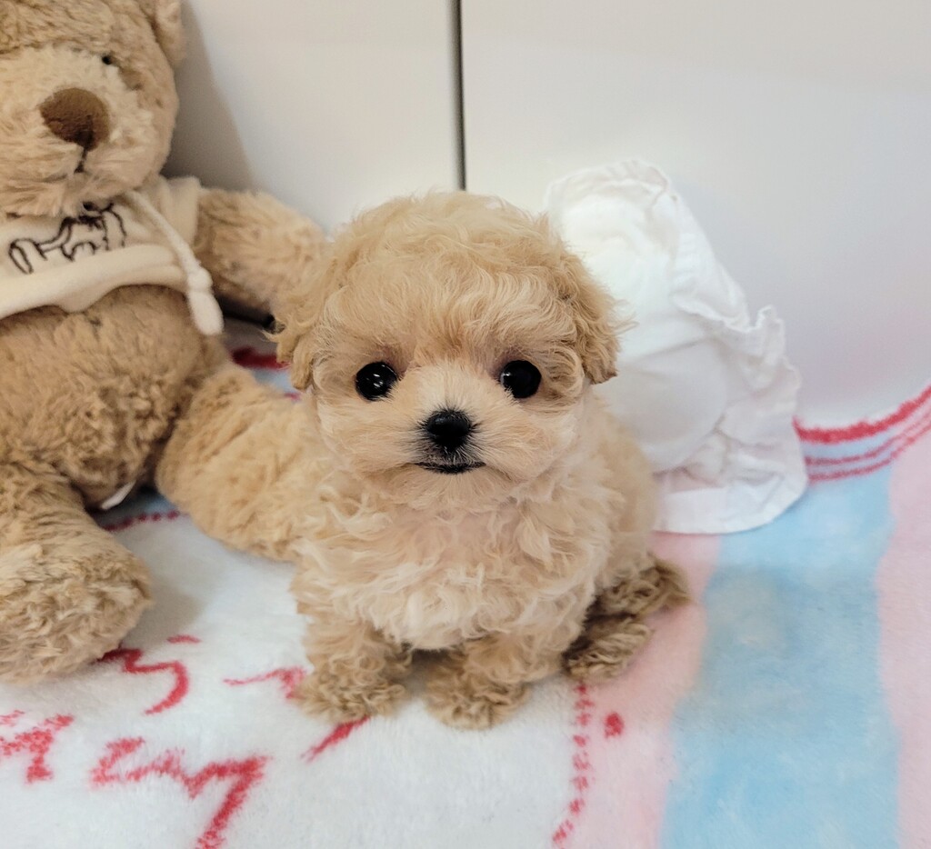 Ȯ�� �̹���