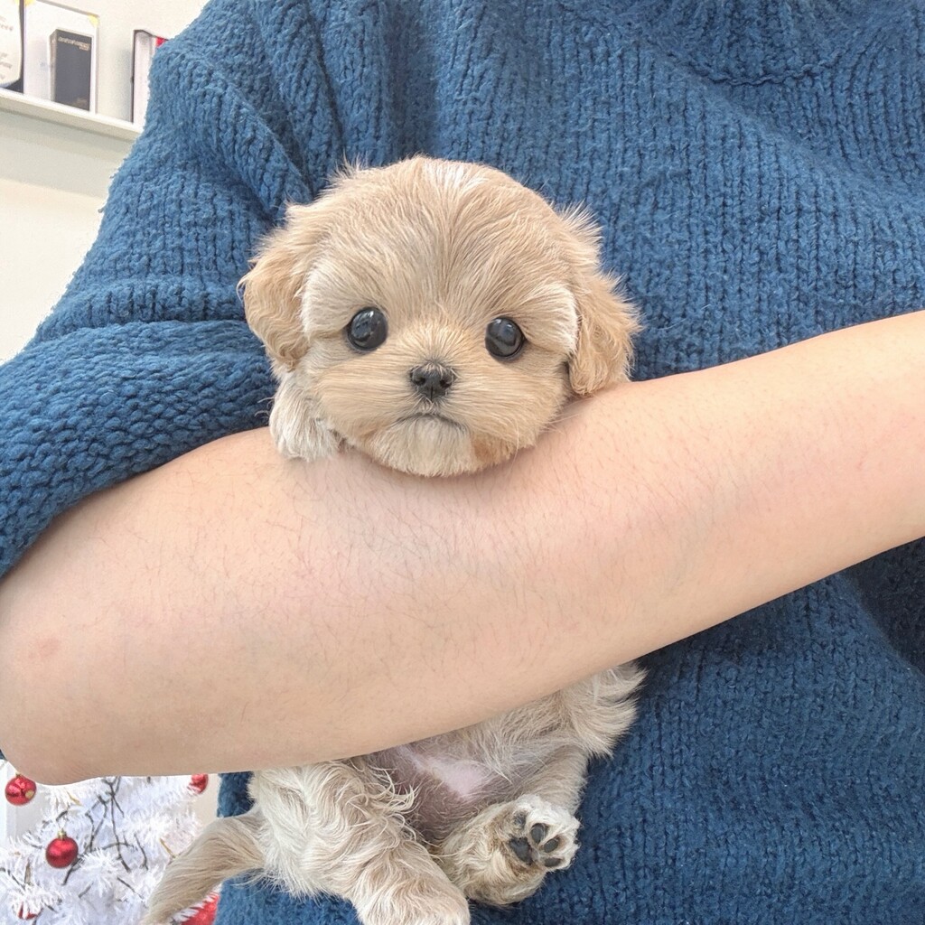 Ȯ�� �̹���