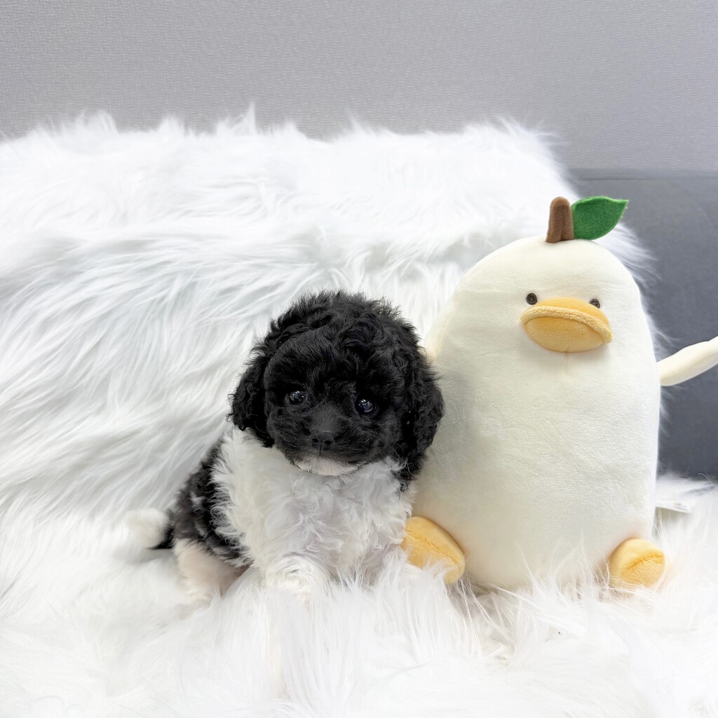 Ȯ�� �̹���