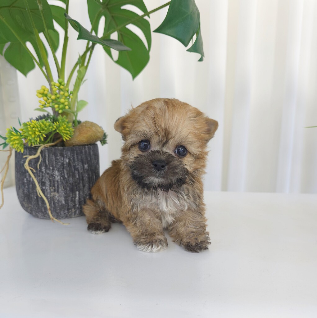 Ȯ�� �̹���