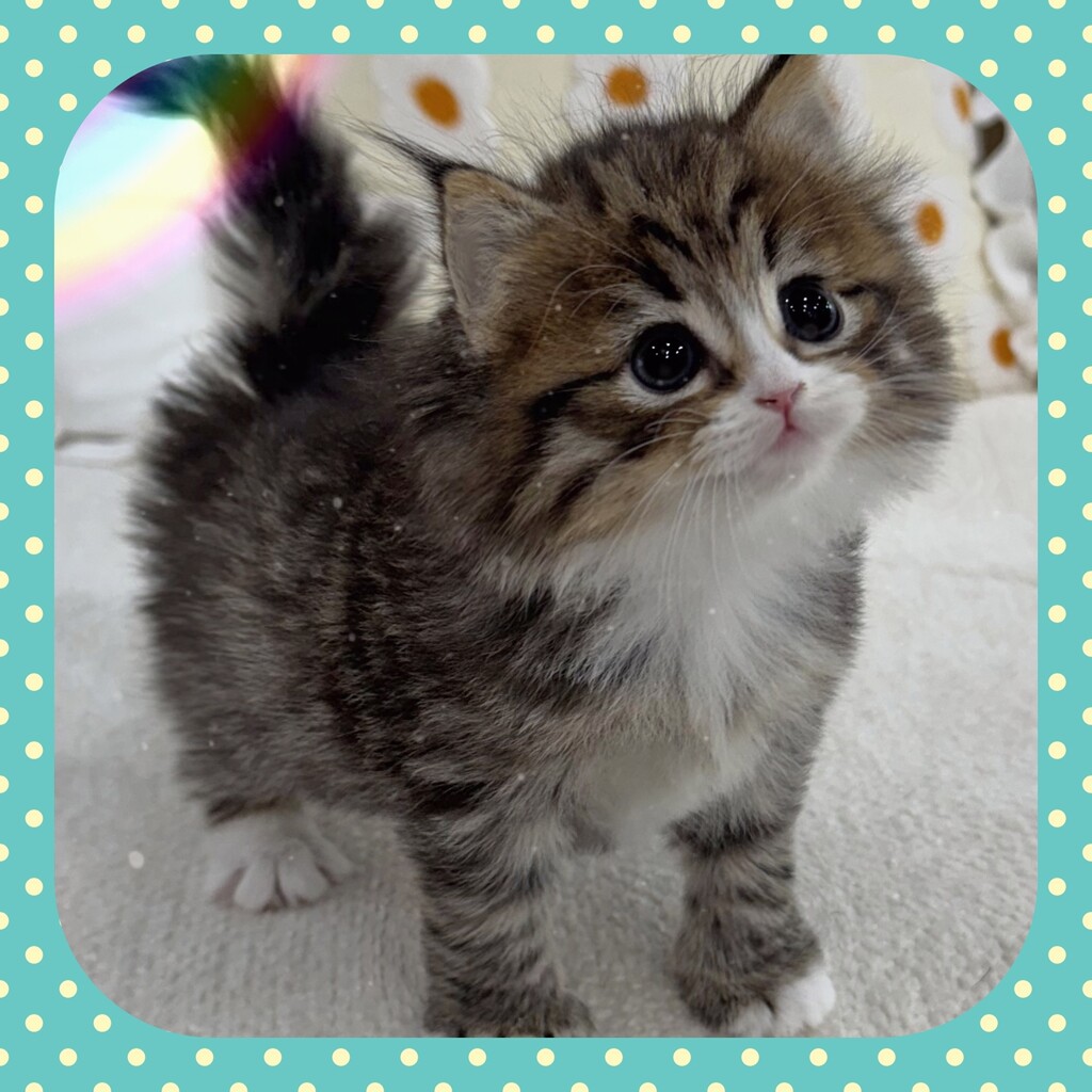 Ȯ�� �̹���