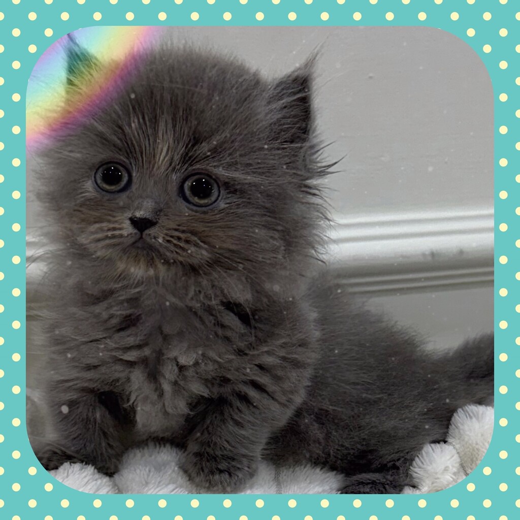 Ȯ�� �̹���