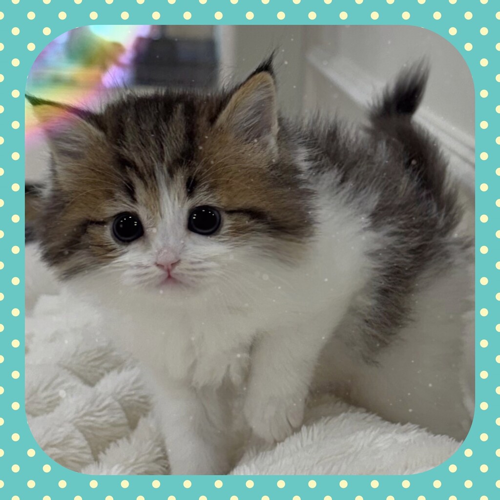 Ȯ�� �̹���