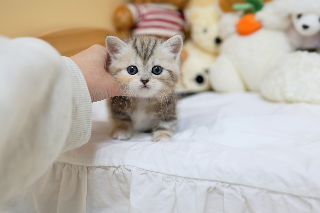 Ȯ�� �̹���