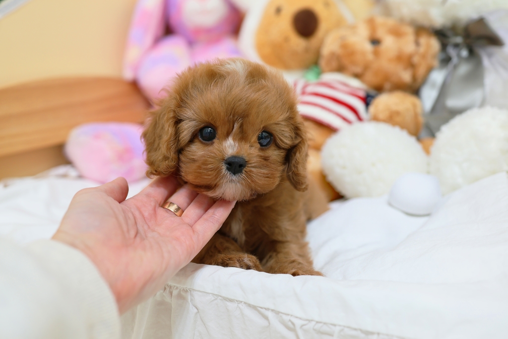 Ȯ�� �̹���