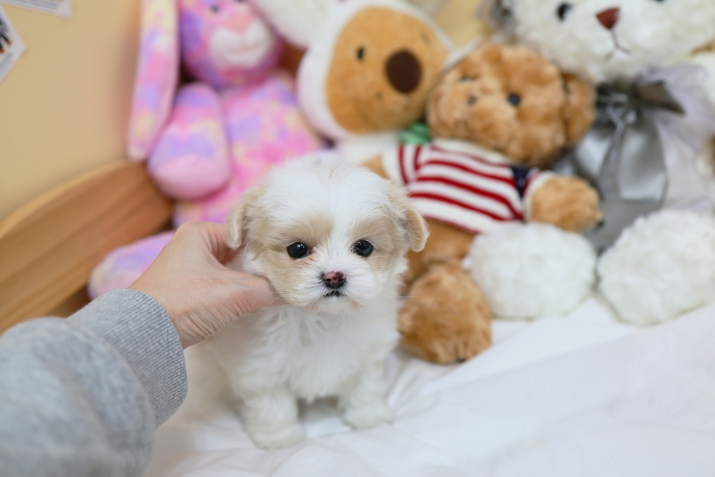 Ȯ�� �̹���