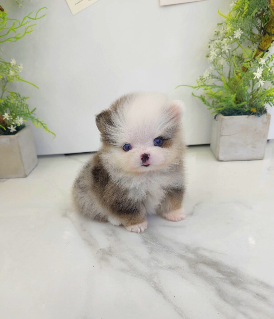 Ȯ�� �̹���