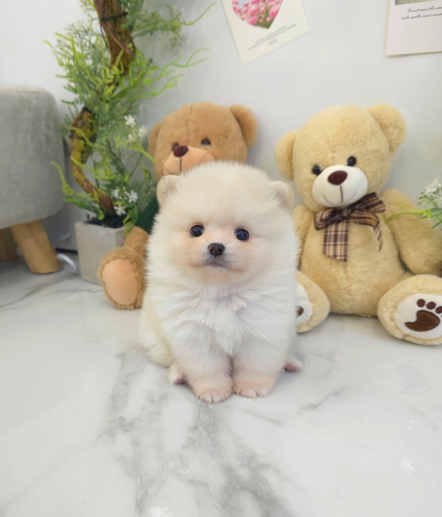 Ȯ�� �̹���