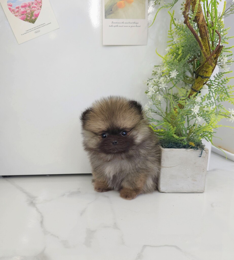 Ȯ�� �̹���