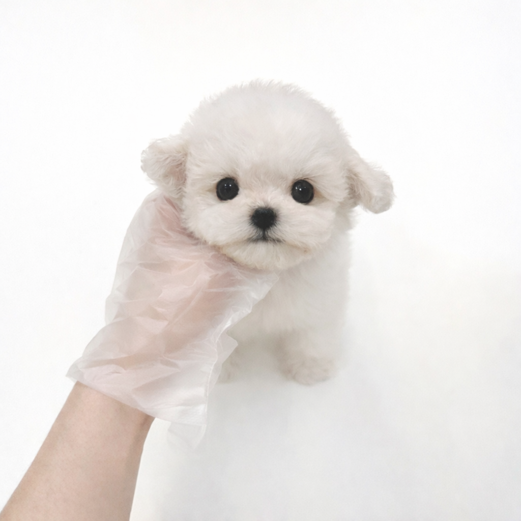 Ȯ�� �̹���