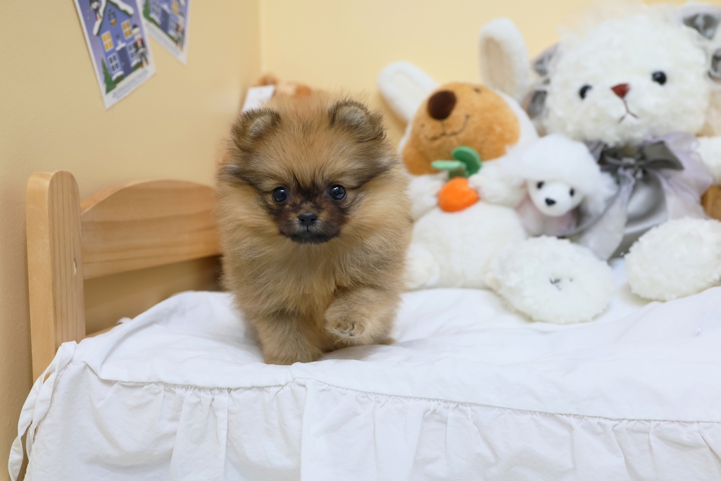 Ȯ�� �̹���