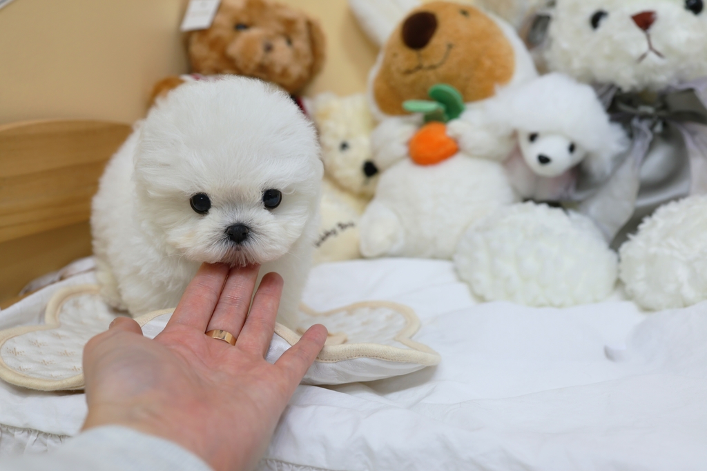 Ȯ�� �̹���