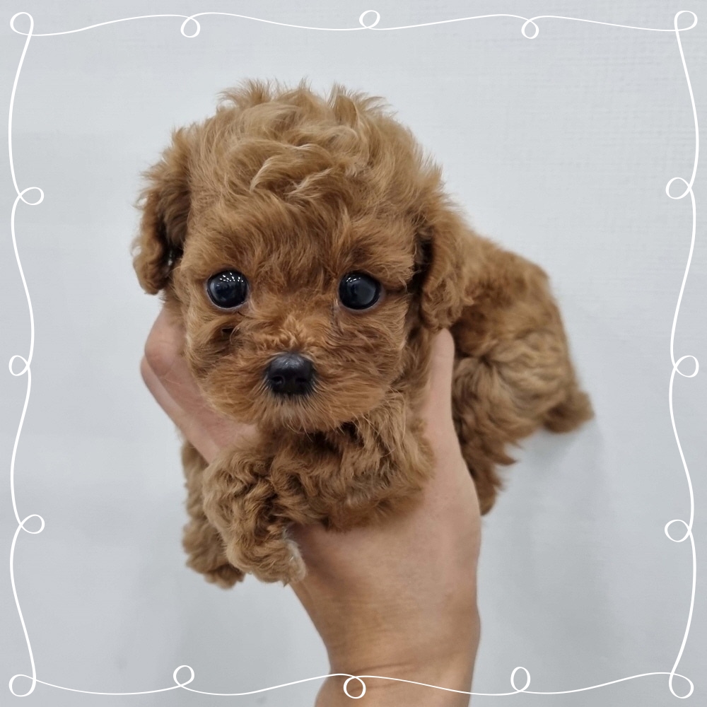 Ȯ�� �̹���