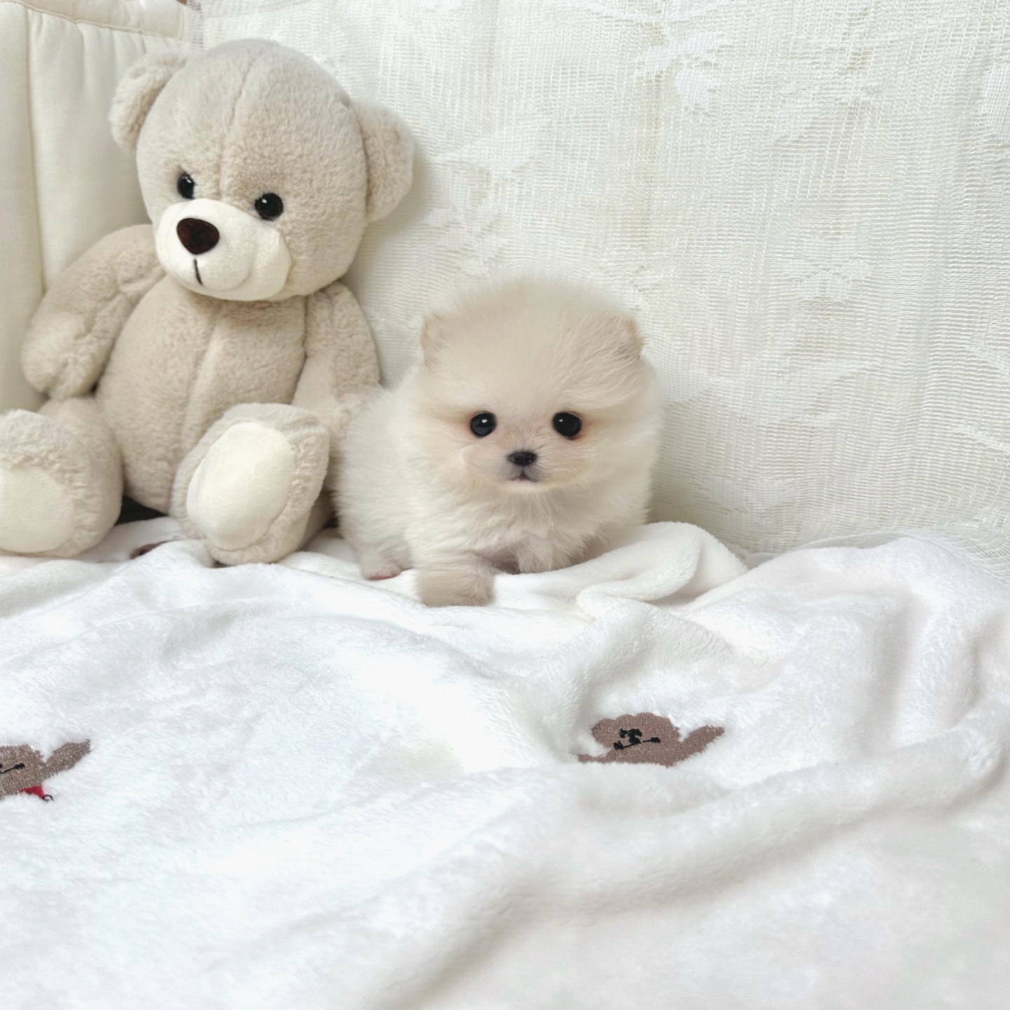 Ȯ�� �̹���