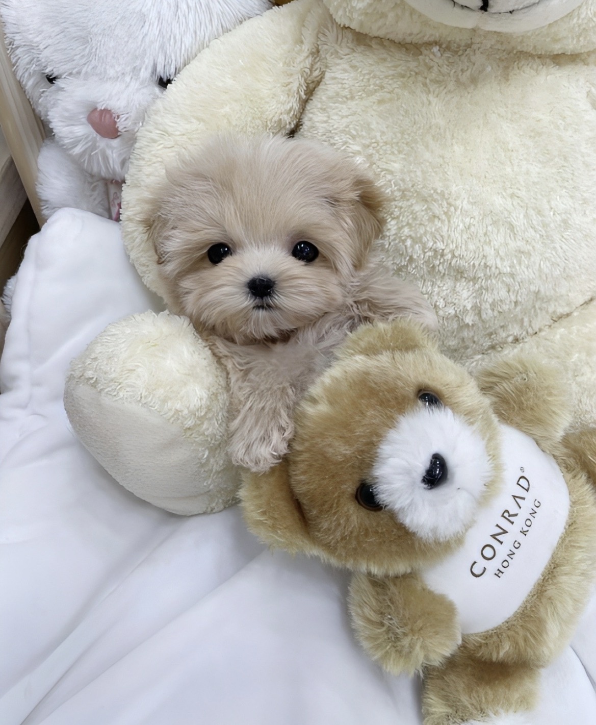 Ȯ�� �̹���