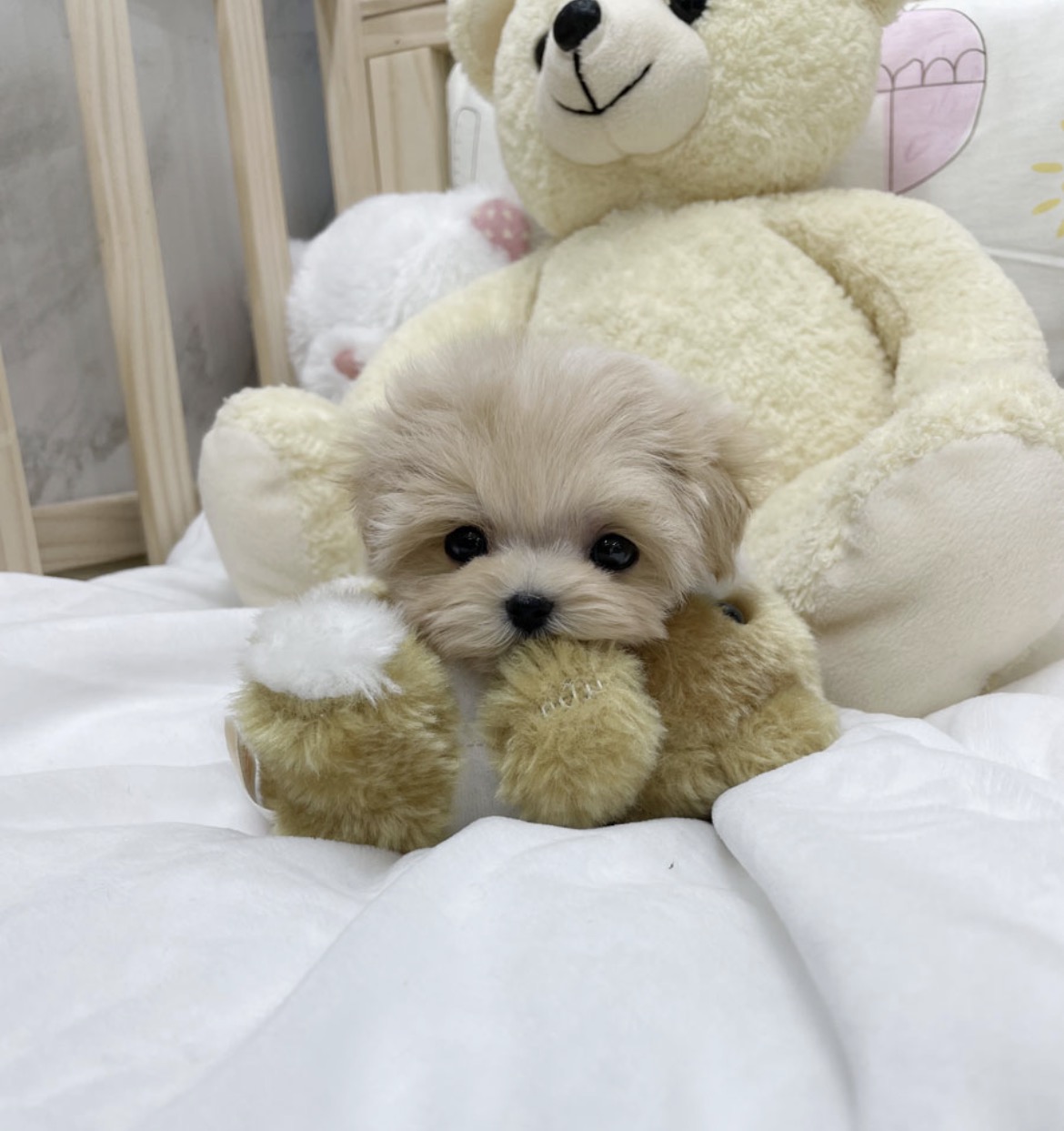 Ȯ�� �̹���