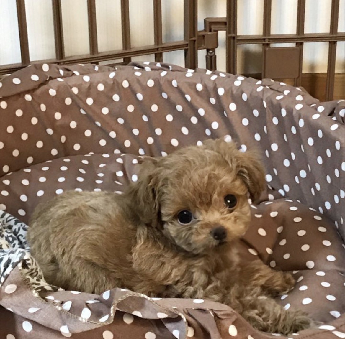 Ȯ�� �̹���