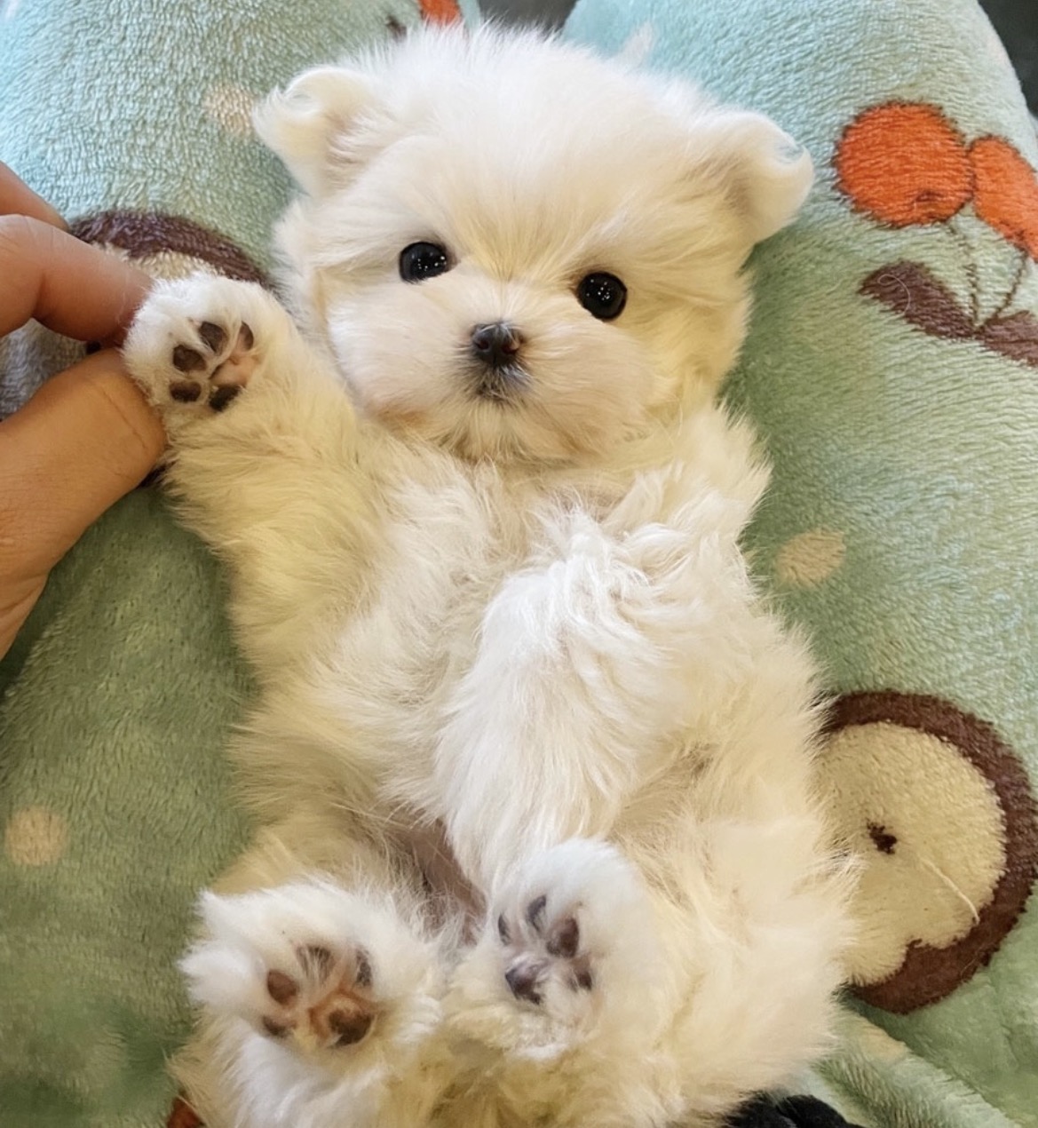 Ȯ�� �̹���