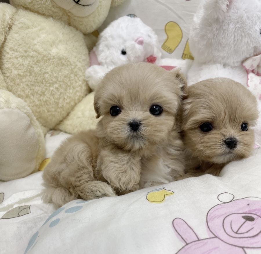 Ȯ�� �̹���