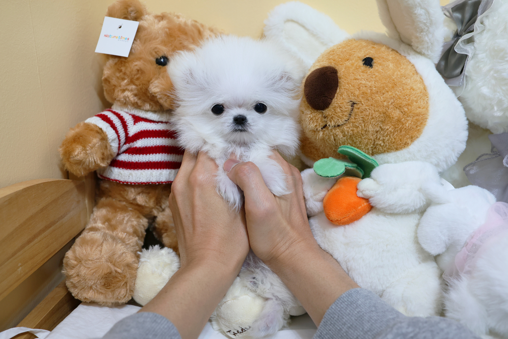 Ȯ�� �̹���