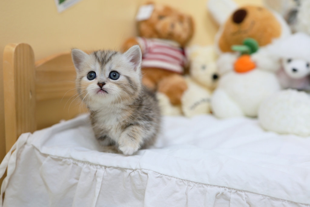 Ȯ�� �̹���