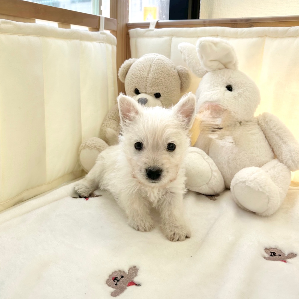 Ȯ�� �̹���