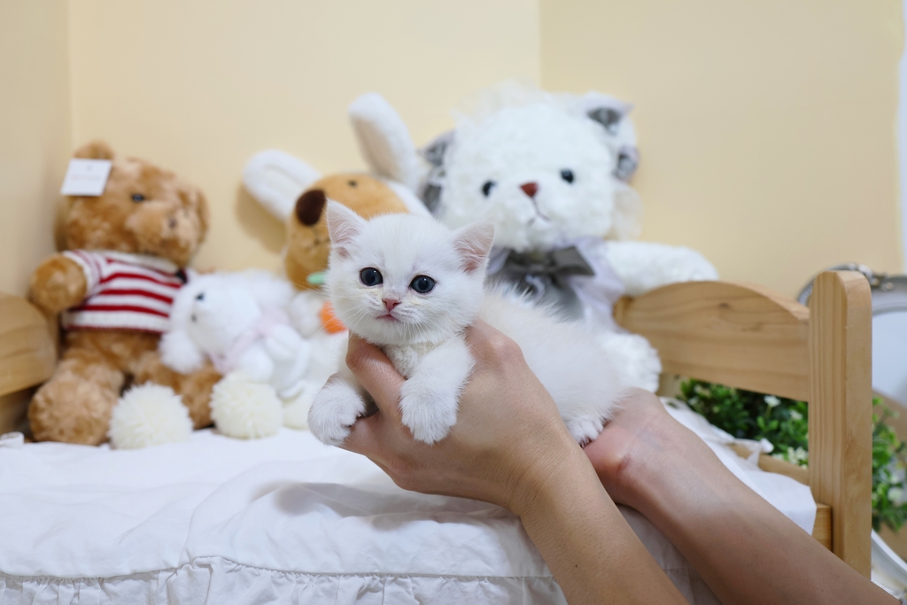 Ȯ�� �̹���