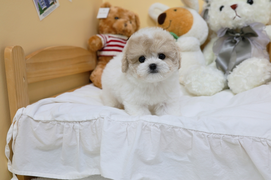 Ȯ�� �̹���