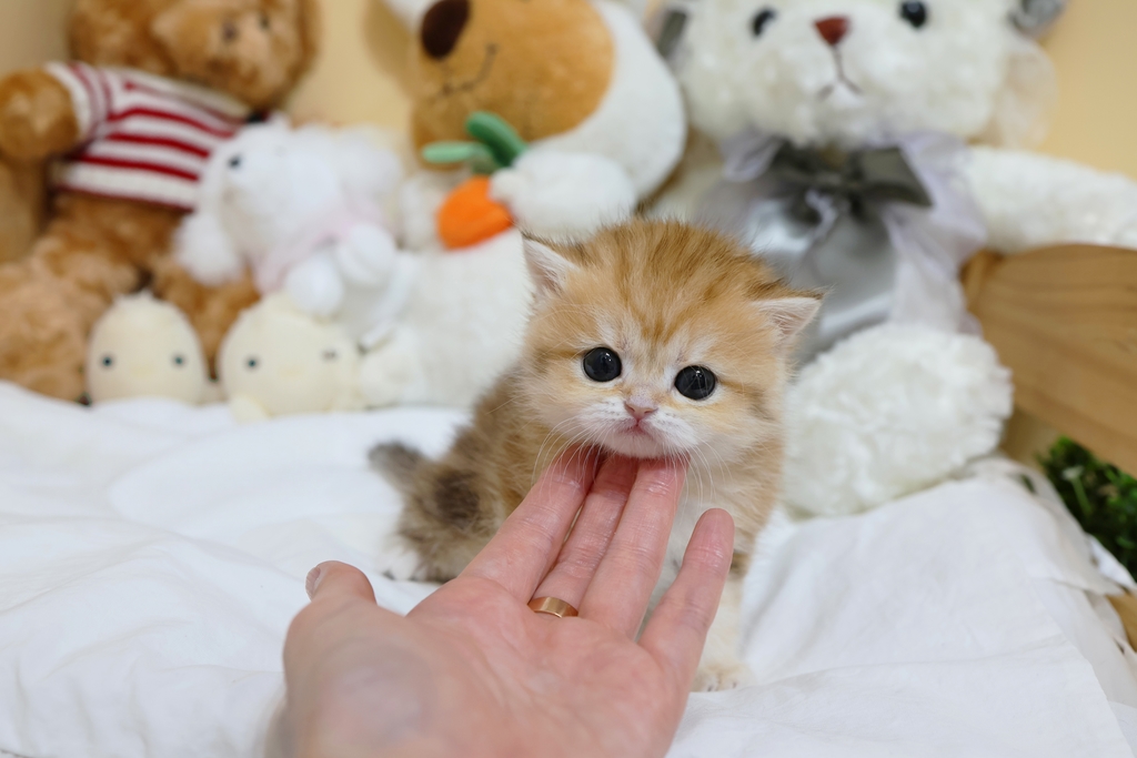 Ȯ�� �̹���