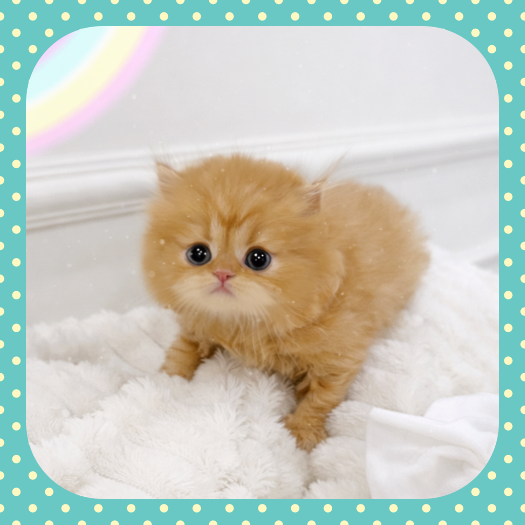 Ȯ�� �̹���